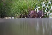 Biber - Castor fiber Biber Muldental Grimma Sachsen Biber in Sachsen Saeugetiere Europaeischer Biber richter-naturfotografie.de Sachsen Muldebiber Nagetiere Biberburg Fraßspuren Biberdamm Damm Jungbiber Biberverwandte