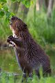 Elbebiber Biber - Castor fiber Biber Muldental Grimma Sachsen Biber in Sachsen Saeugetiere Europaeischer Biber richter-naturfotografie.de Sachsen Muldebiber Nagetiere Biberburg Fraßspuren Biberdamm Damm Jungbiber Biberverwandte