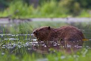 Elbebiber Biber - Castor fiber Biber Muldental Grimma Sachsen Biber in Sachsen Saeugetiere Europaeischer Biber richter-naturfotografie.de Sachsen Muldebiber Nagetiere Biberburg Fraßspuren Biberdamm Damm Jungbiber Biberverwandte