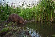 Elbebiber Biber - Castor fiber Biber Muldental Grimma Sachsen Biber in Sachsen Saeugetiere Europaeischer Biber richter-naturfotografie.de Sachsen Muldebiber Nagetiere Biberburg Fraßspuren Biberdamm Damm Jungbiber Biberverwandte
