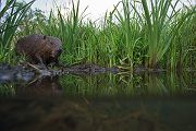 Elbebiber Biber - Castor fiber Biber Muldental Grimma Sachsen Biber in Sachsen Saeugetiere Europaeischer Biber richter-naturfotografie.de Sachsen Muldebiber Nagetiere Biberburg Fraßspuren Biberdamm Damm Jungbiber Biberverwandte