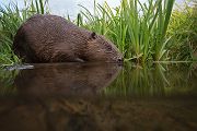 Elbebiber Biber - Castor fiber Biber Muldental Grimma Sachsen Biber in Sachsen Saeugetiere Europaeischer Biber richter-naturfotografie.de Sachsen Muldebiber Nagetiere Biberburg Fraßspuren Biberdamm Damm Jungbiber Biberverwandte