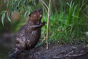 Elbebiber Biber - Castor fiber Biber Muldental Grimma Sachsen Biber in Sachsen Saeugetiere Europaeischer Biber richter-naturfotografie.de Sachsen Muldebiber Nagetiere Biberburg Fraßspuren Biberdamm Damm Jungbiber Biberverwandte Jungbiber junger Biber Elbebiber
