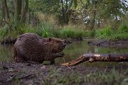 Biber - Castor fiber Biber Muldental Grimma Sachsen Biber in Sachsen Saeugetiere Europaeischer Biber richter-naturfotografie.de Sachsen Muldebiber Nagetiere Biberburg Fraßspuren Biberdamm Damm Jungbiber Biberverwandte Jungbiber junger Biber Elbebiber