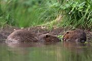 Biber - Castor fiber Biber Muldental Grimma Sachsen Biber in Sachsen Saeugetiere Europaeischer Biber richter-naturfotografie.de Sachsen Muldebiber Nagetiere Biberburg Fraßspuren Biberdamm Damm Jungbiber Biberverwandte Jungbiber junger Biber Elbebiber
