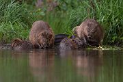 Biber - Castor fiber Biber Muldental Grimma Sachsen Biber in Sachsen Saeugetiere Europaeischer Biber richter-naturfotografie.de Sachsen Muldebiber Nagetiere Biberburg Fraßspuren Biberdamm Damm Jungbiber Biberverwandte Jungbiber junger Biber Elbebiber
