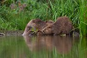 Biber - Castor fiber Biber Muldental Grimma Sachsen Biber in Sachsen Saeugetiere Europaeischer Biber richter-naturfotografie.de Sachsen Muldebiber Nagetiere Biberburg Fraßspuren Biberdamm Damm Jungbiber Biberverwandte Jungbiber junger Biber Elbebiber