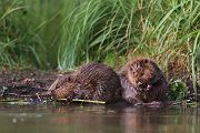 Biber - Castor fiber Biber Muldental Grimma Sachsen Biber in Sachsen Saeugetiere Europaeischer Biber richter-naturfotografie.de Sachsen Muldebiber Nagetiere Biberburg Fraßspuren Biberdamm Damm Jungbiber Biberverwandte Jungbiber junger Biber Elbebiber