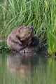 Biber - Castor fiber Biber Muldental Grimma Sachsen Biber in Sachsen Saeugetiere Europaeischer Biber richter-naturfotografie.de Sachsen Muldebiber Nagetiere Biberburg Fraßspuren Biberdamm Damm Jungbiber Biberverwandte Jungbiber junger Biber Elbebiber