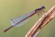 Spaete Adonislibelle - Scharlachlibelle - Zarte Rubinjungfer - Ceriagrion tenellum - Weibchen