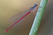 Spaete Adonislibelle - Scharlachlibelle - Zarte Rubinjungfer - Ceriagrion tenellum - Maennchen