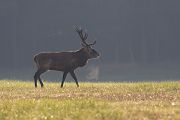 Rothirsch im Gegenlicht - Cervus elaphus Dübener Heide Sachsen Rotwild Brunft Widerkauer Hochwild Hirsche Hirsch