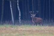 Rothirsch - Cervus elaphus Dübener Heide Sachsen Rotwild Brunft Widerkauer Hochwild Hirsche Hirsch