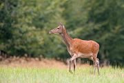 Hirschkuh - Cervus elaphus Dübener Heide Sachsen Rotwild Brunft Widerkauer Hochwild 