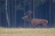 Rothirsch - Cervus elaphus Dübener Heide Sachsen Rotwild Brunft Widerkauer Hochwild Hirsche Hirsch