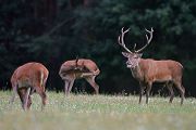 Rothirsch und Kahlwild - Cervus elaphus Zehnender gerader Zehnender Saeugetiere Echte Hirsche Sachsen-Anhalt Rothirsch Wiederkaeuer Cervus