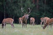 Rothirsch und Kahlwild - Cervus elaphus Zehnender gerader Zehnender Saeugetiere Echte Hirsche Sachsen-Anhalt Rothirsch Wiederkaeuer Cervus