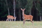 Rothirsch Rotwild - Cervus elaphus Schmaltier Tier Gelttier Kahlwild Saeugetiere Echte Hirsche Sachsen-Anhalt Rothirsch Wiederkaeuer Cervus Hirschkuh Kuh