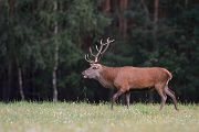 Rothirsch Rotwild - Cervus elaphus Zehnender gerader Zehnender Saeugetiere Echte Hirsche Sachsen-Anhalt Rothirsch Wiederkaeuer Cervus