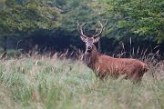 Rothirsch Rotwild - Cervus elaphus Zehnender gerader Achtender Saeugetiere Echte Hirsche Sachsen-Anhalt Rothirsch Wiederkaeuer Cervus Hirschkuh Kuh
