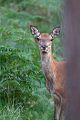 Hirschkuh Rothirsch Rotwild - Cervus elaphus  Schmaltier Tier Gelttier Kahlwild Saeugetiere Echte Hirsche Sachsen-Anhalt Rothirsch Wiederkaeuer Cervus Hirschkuh Kuh Rotwild