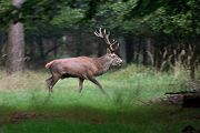 Rothirsch Rotwild - Cervus elaphus Kapitaler Hirsch Vierzehnender Saeugetiere Echte Hirsche Sachsen-Anhalt Rothirsch Wiederkaeuer Cervus Hirschkuh Kuh