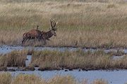 Rothirsch Rotwild - Cervus elaphus Kapitaler Hirsch Vierzehnender Saeugetiere Echte Hirsche Darßer Ort Darß Rothirsch Wiederkaeuer Cervus Hirschkuh Kuh