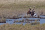 Rothirsch Rotwild - Cervus elaphus Kapitaler Hirsch Vierzehnender Saeugetiere Echte Hirsche Darßer Ort Darß Rothirsch Wiederkaeuer Cervus Hirschkuh Kuh