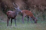 Rothirsch Rotwild - Cervus elaphus Hirsch Saeugetiere Echte Hirsche Sachsen-Anhalt Rothirsch Wiederkaeuer Cervus Hirschkuh Kuh Spießer