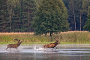 Rothirsch Rotwild - Cervus elaphus Kapitaler Hirsch Vierzehnender Saeugetiere Echte Hirsche Sachsen Rothirsch Wiederkaeuer Cervus Hirschkuh Kuh