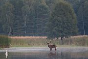 Rothirsch Rotwild - Cervus elaphus Kapitaler Hirsch Vierzehnender Saeugetiere Echte Hirsche Sachsen Rothirsch Wiederkaeuer Cervus Hirschkuh Kuh