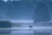 Rothirsch Rotwild - Cervus elaphus Kapitaler Hirsch Vierzehnender Saeugetiere Echte Hirsche Sachsen Rothirsch Wiederkaeuer Cervus Hirschkuh Kuh