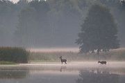 Rothirsch Rotwild - Cervus elaphus Kapitaler Hirsch Vierzehnender Saeugetiere Echte Hirsche Sachsen Rothirsch Wiederkaeuer Cervus Hirschkuh Kuh