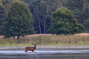 Rothirsch Rotwild - Cervus elaphus Kapitaler Hirsch Vierzehnender Saeugetiere Echte Hirsche Sachsen Rothirsch Wiederkaeuer Cervus Hirschkuh Kuh