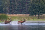 Rothirsch Rotwild - Cervus elaphus Kapitaler Hirsch Vierzehnender Saeugetiere Echte Hirsche Sachsen Rothirsch Wiederkaeuer Cervus Hirschkuh Kuh