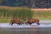 Rothirsch Rotwild - Cervus elaphus Kapitaler Hirsch Vierzehnender Saeugetiere Echte Hirsche Sachsen Rothirsch Wiederkaeuer Cervus Hirschkuh Kuh