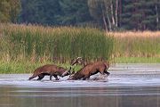 Rothirsch Rotwild - Cervus elaphus Kapitaler Hirsch Vierzehnender Saeugetiere Echte Hirsche Sachsen Rothirsch Wiederkaeuer Cervus Hirschkuh Kuh