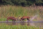 Rothirsch Rotwild - Cervus elaphus Kapitaler Hirsch Vierzehnender Saeugetiere Echte Hirsche Sachsen Rothirsch Wiederkaeuer Cervus Hirschkuh Kuh
