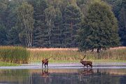 Rothirsch Rotwild - Cervus elaphus Kapitaler Hirsch Vierzehnender Saeugetiere Echte Hirsche Sachsen Rothirsch Wiederkaeuer Cervus Hirschkuh Kuh