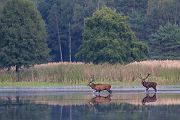 Rothirsch Rotwild - Cervus elaphus Kapitaler Hirsch Vierzehnender Saeugetiere Echte Hirsche Sachsen Rothirsch Wiederkaeuer Cervus Hirschkuh Kuh