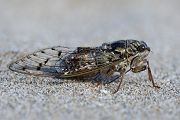 Mannazikade - Cicada orni