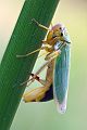 Binsenschmuckzikade - Cicadella viridis -Zikade - Zikaden - Eiablage - Legebohrer 