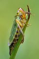 Binsenschmuckzikade - Cicadella viridis