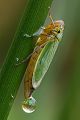 Binsenschmuckzikade - Cicadella viridis 