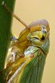 Binsenschmuckzikade - Cicadella viridis 