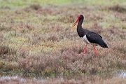 Schwarzstorch, Ciconia nigra, Storch, Waldstorch, Schreitvoegel, Schreitvogel