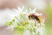 Knopf- bzw. Keul(en)hornblattwespen,Knopfhornblattwespen, Wespen, Insekten, Insekt, Mimikry, Keulhornblattwespe, Cimbicidae, Cimbex luteus, Bärlauch, 
Hautflügler, Hymenoptera, 
Pflanzenwespen, Symphyta, 
Tenthredinoidea, 
Keulhornblattwespen, Abiinae, Cimbicinae. Cimbex