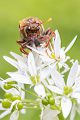 Knopf- bzw. Keul(en)hornblattwespen,Knopfhornblattwespen, Wespen, Insekten, Insekt, Mimikry, Keulhornblattwespe, Cimbicidae, Cimbex luteus, Bärlauch, 
Hautflügler, Hymenoptera, 
Pflanzenwespen, Symphyta, 
Tenthredinoidea, 
Keulhornblattwespen, Abiinae, Cimbicinae. Cimbex