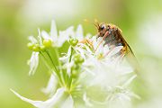 Knopf- bzw. Keul(en)hornblattwespen,Knopfhornblattwespen, Wespen, Insekten, Insekt, Mimikry, Keulhornblattwespe, Cimbicidae, Cimbex luteus, Bärlauch, 
Hautflügler, Hymenoptera, 
Pflanzenwespen, Symphyta, 
Tenthredinoidea, 
Keulhornblattwespen, Abiinae, Cimbicinae. Cimbex