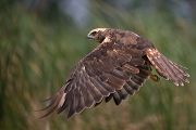 Rohrweihe - Circus aeruginosus, Weibchen, Weihe, Greifvogel, Sachsen, Muldental, Greifvoegel, Habichtartige, Accipitridae, Circus